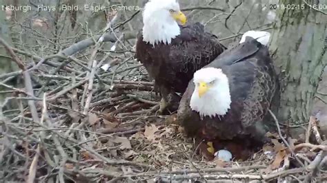 hays bald eagles|hays bald eagle live camera.